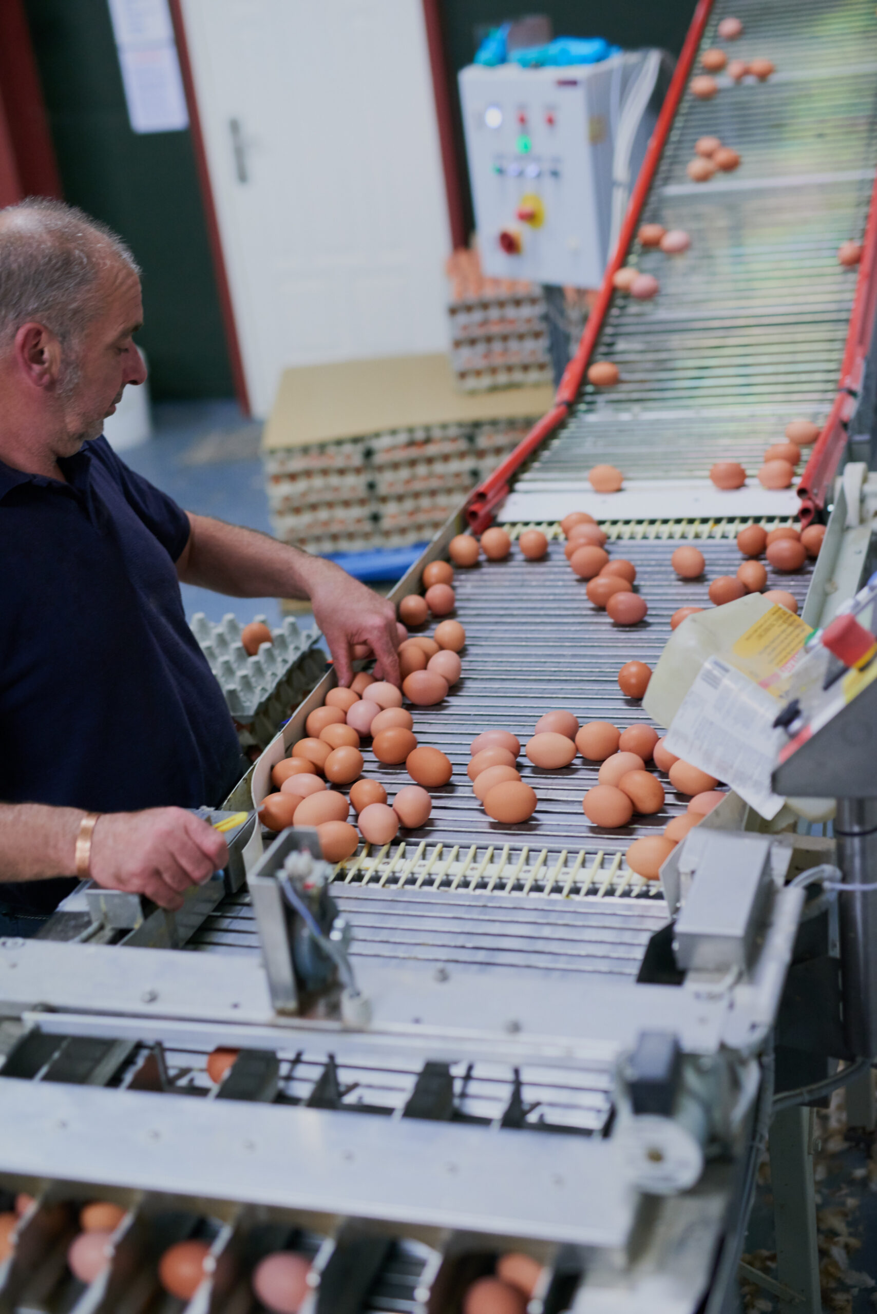 Industrial, machine and worker packing egg in factory for distribution, supply chain and poultry supplier. Packaging, man and production line for picking and quality control at food processing plant.
