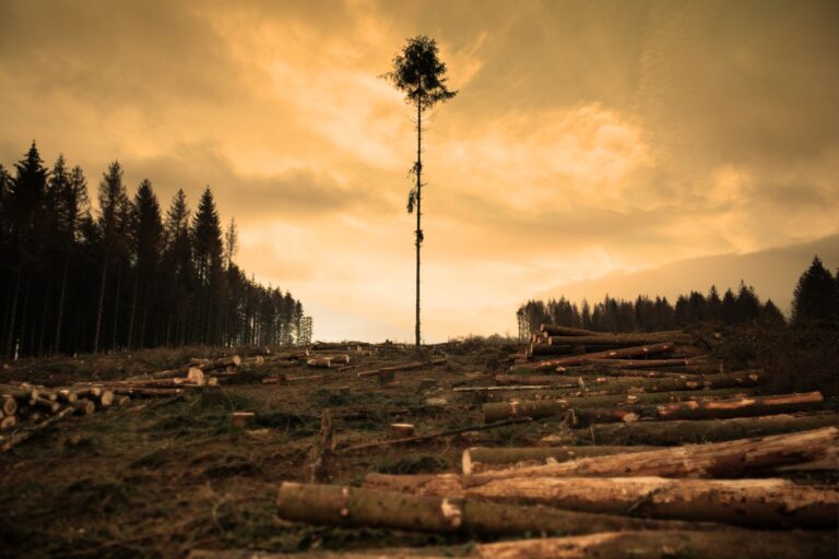 Cut down forest with one tree remaining